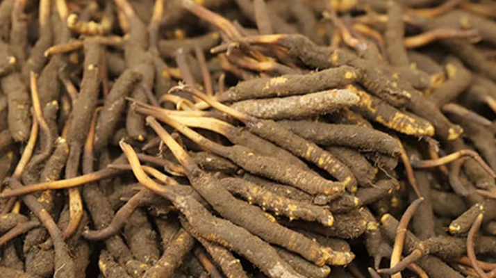 冬蟲夏草鮮草的優(yōu)勢：自然饋贈(zèng)的鮮活生命力