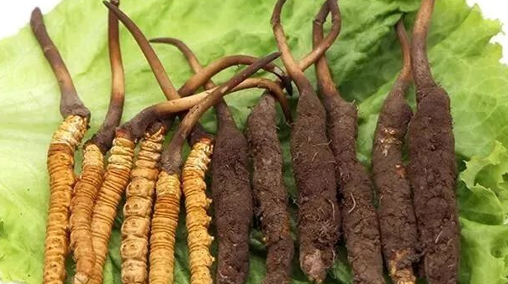 到哪里買(mǎi)新鮮的冬蟲(chóng)夏草？三步辨真?zhèn)?，四大渠道安心?gòu)