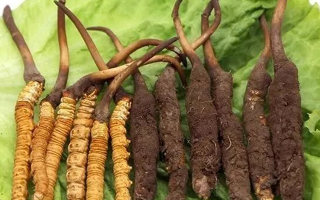 解密冬蟲(chóng)夏草：為何鮮品更勝一籌