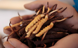 新鮮冬蟲夏草能保存多久？科學(xué)保存指南來了