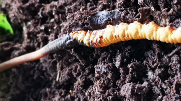 <a href=http://www.eaebo.com/xinxian/ target=_blank class=infotextkey>新<a href=http://www.eaebo.com/xinxian/ target=_blank class=infotextkey>鮮冬蟲夏草價(jià)格</a></a>解析