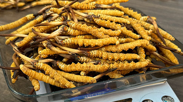 鮮冬蟲夏草泡酒：傳統養(yǎng)生佳釀的制作秘籍