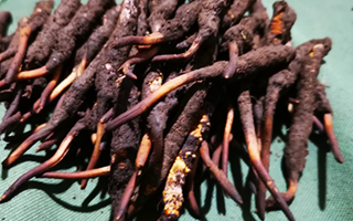 鮮冬蟲夏草可以泡水喝嗎？深度解析其飲用之道