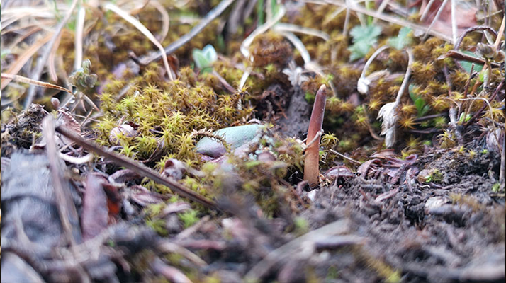 一口山野的饋贈(zèng)：鮮冬蟲夏草的味道密碼
