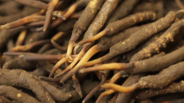 如何挑選<a href=http://www.eaebo.com/xinxian/ target=_blank class=infotextkey>新<a href=http://www.eaebo.com/xinxian/ target=_blank class=infotextkey>鮮冬蟲(chóng)夏草</a></a>?掌握這幾個(gè)關(guān)鍵技巧