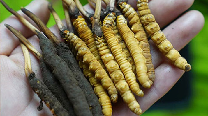 冬蟲夏草：鮮草與干草的差異