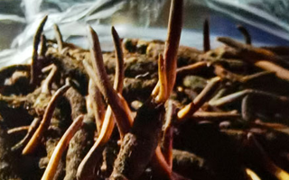 冬蟲夏草干草與鮮草的差異探秘?