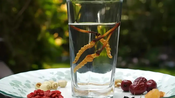 冬蟲夏草鮮品泡酒：養(yǎng)生佳釀還是健康隱患？