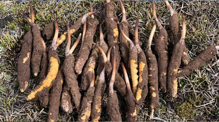 冬蟲夏草鮮草價格探秘：多因素交織下的滋補(bǔ)成本? ? ? ?