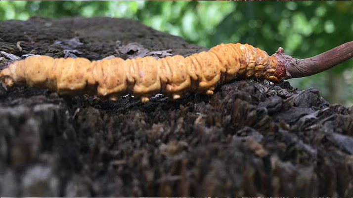 正宗野生<a href=http://www.eaebo.com/jiage/ target=_blank class=infotextkey>蟲草多少錢</a>一斤