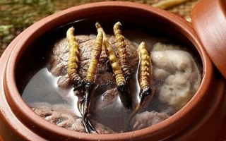 鮮冬蟲夏草吃多會(huì)上火嗎？一文解析真相