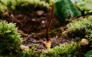 鮮香滋補！鮮冬蟲夏草燉雞湯的美味做法