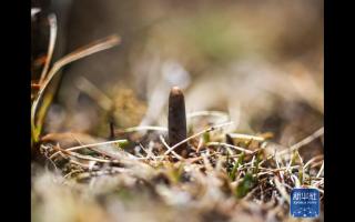 蟲草采挖季：雪域高原的生態(tài)饋贈(zèng)