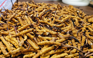 冬蟲夏草品質(zhì)價位表大全，一文掌握行情