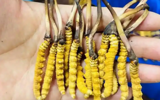 冬蟲(chóng)夏草適宜人群年齡解析