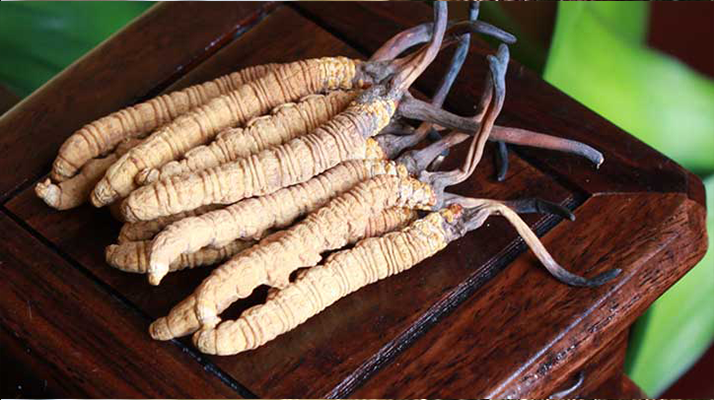 女孩家種冬蟲夏草好嗎？深度剖析種植可行性