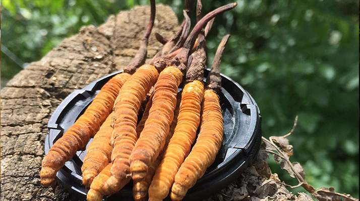 冬蟲夏草的產(chǎn)地有哪些地方？一文解鎖產(chǎn)地密碼