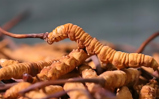 老人可以喝冬蟲夏草嗎？一文讀懂