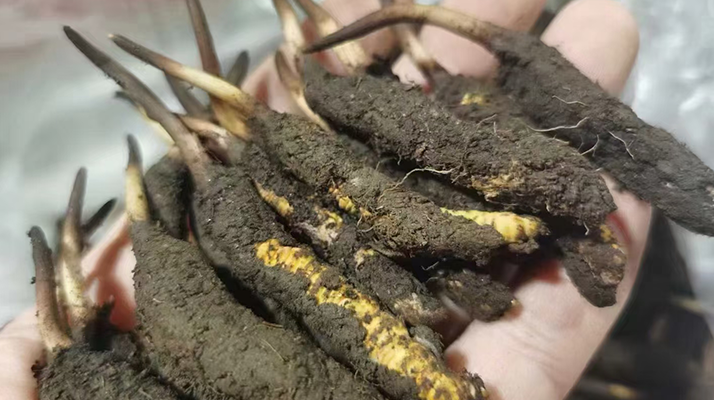 探秘鮮冬蟲(chóng)夏草:自然孕育的神奇瑰寶