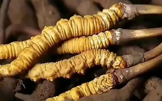 鮮冬蟲夏草怎么吃味道好？解鎖舌尖上的滋補盛宴