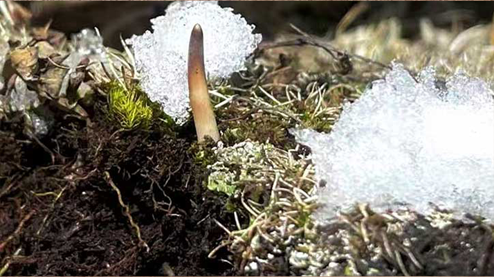 探秘雪域珍寶：最大的新鮮<a href=http://www.eaebo.com/ target=_blank class=infotextkey><a href=http://www.eaebo.com/s/nqcc/ target=_blank class=infotextkey>那曲冬蟲夏草</a></a>