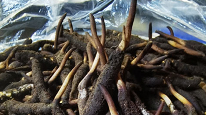 1 克<a href=http://www.eaebo.com/xinxian/ target=_blank class=infotextkey>新<a href=http://www.eaebo.com/xinxian/ target=_blank class=infotextkey>鮮冬蟲夏草</a></a>的價格揭秘