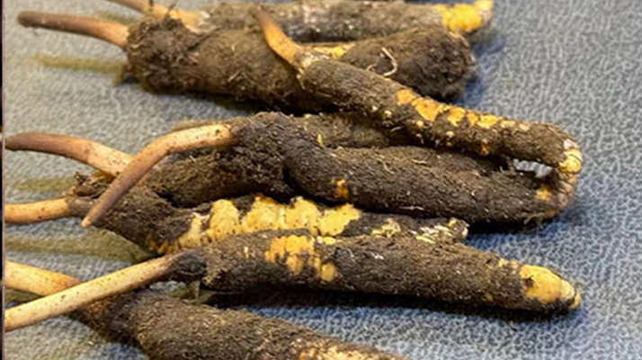 新鮮<a href=http://www.eaebo.com/jiage/ target=_blank class=infotextkey>冬蟲夏草價格</a>