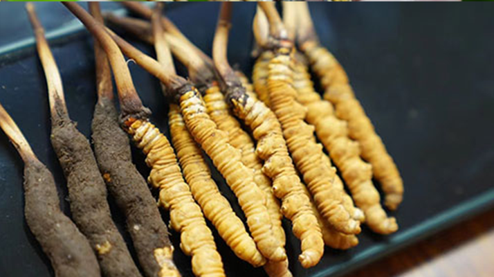 好<a href=http://www.eaebo.com/jiage/ target=_blank class=infotextkey>冬蟲夏草多少錢</a>一斤？價格全解析