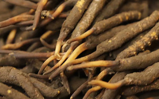 冬蟲夏草可以提高男性功能嗎？科學(xué)解析來了