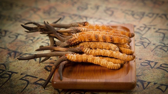 冬蟲夏草鮮草會上火嗎？科學(xué)解讀其食用特性