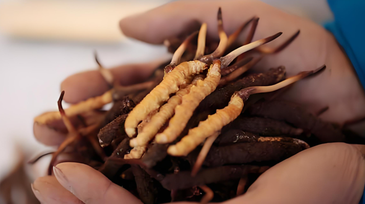 冬蟲夏草鮮草幾月份采挖？產(chǎn)地與時節(jié)的奧秘