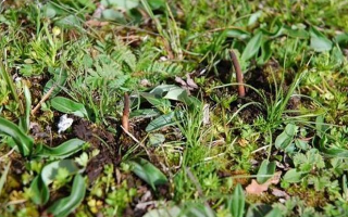 冬蟲夏草鮮草好不好喝？探尋獨特的味覺體驗