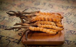 冬蟲夏草鮮草會上火嗎？科學(xué)解讀其食用特性