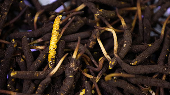 吃新鮮冬蟲夏草會過敏嗎？一文為你揭秘