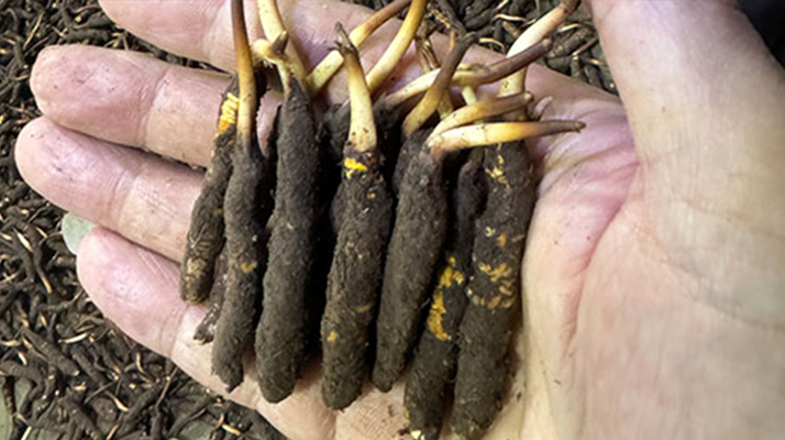 尋草之旅:踏上尋找<a href=http://www.eaebo.com/xinxian/ target=_blank class=infotextkey>新<a href=http://www.eaebo.com/xinxian/ target=_blank class=infotextkey>鮮冬蟲夏草</a></a>的征程