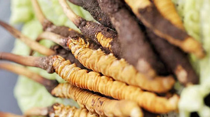 正宗那曲新鮮冬蟲夏草辨認指南