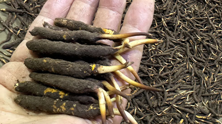 冬蟲(chóng)夏草燉湯真能提鮮?揭開(kāi)滋補(bǔ)食材的味覺(jué)密碼