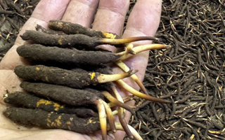 冬蟲(chóng)夏草燉湯真能提鮮？揭開(kāi)滋補(bǔ)食材的味覺(jué)密碼