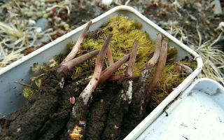 冬蟲夏草鮮草的養(yǎng)生密碼：解鎖自然饋贈(zèng)的神奇功效