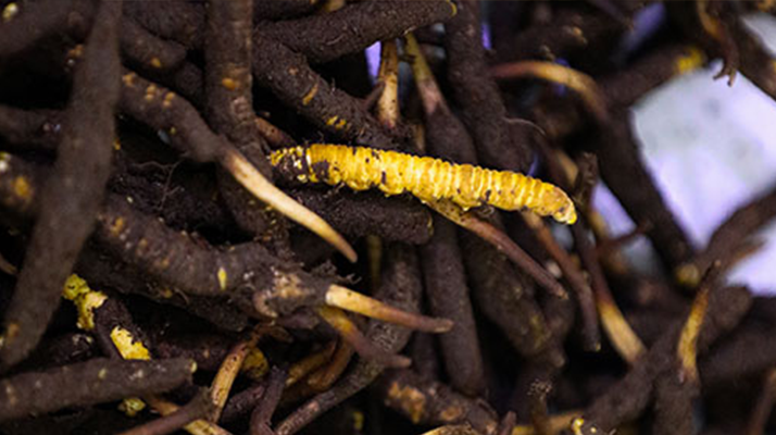 冬蟲夏草干品與鮮品價(jià)格解析：差異背后的市場(chǎng)密碼