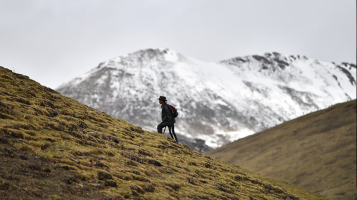 雪域珍寶：探秘鮮那曲冬蟲夏草的獨特魅力