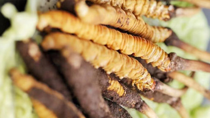 冬蟲夏草鮮草的色彩密碼：解碼自然饋贈(zèng)的獨(dú)特印記