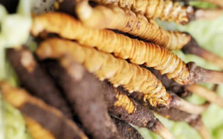 冬蟲夏草鮮草的色彩密碼：解碼自然饋贈(zèng)的獨(dú)特印記