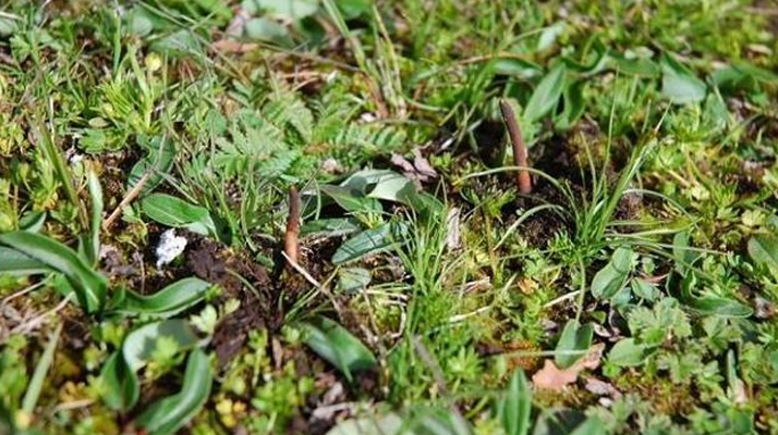 那曲鮮草最后 3 天倒計(jì)時(shí):錯(cuò)過再等一年的雪域珍饈