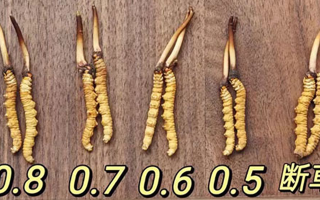 鮮冬蟲夏草燉雞湯：一鍋匯聚健康的滋補珍品