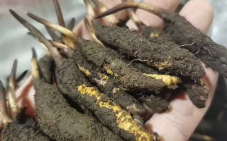 鮮冬蟲(chóng)夏草保存全攻略：鎖住營(yíng)養(yǎng)不流失