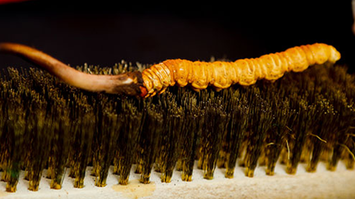 鮮冬蟲夏草什么口感最好？探尋舌尖上的滋補(bǔ)美味? ? ? ?