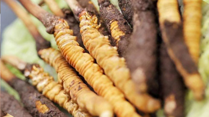 鮮冬蟲夏草哪個尺寸最好？一文讀懂，不再糾結(jié)