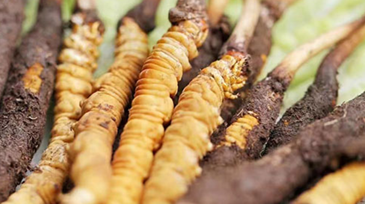 鮮冬蟲夏草能存放多久？科學(xué)保存指南來了