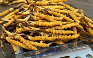 3 根一克蟲草的價(jià)格解析